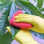 براق کننده برگ گیاهان نانو
